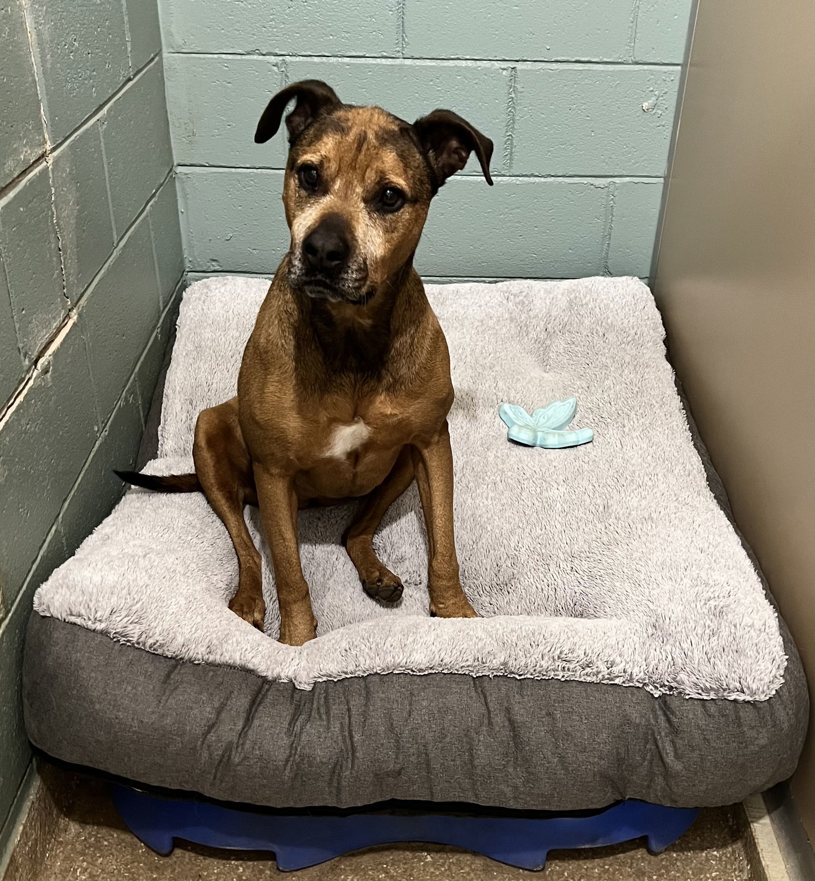 Kay, an adoptable Bullmastiff, German Shepherd Dog in Lexington, SC, 29071 | Photo Image 3