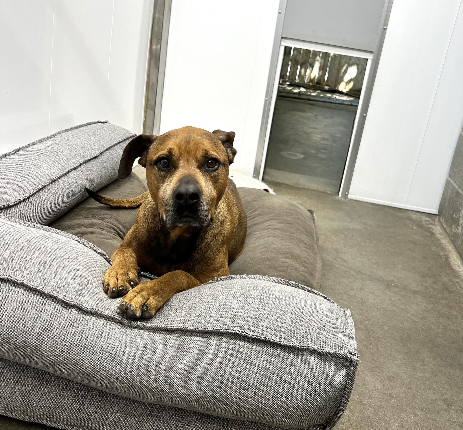 Kay, an adoptable Bullmastiff, German Shepherd Dog in Lexington, SC, 29071 | Photo Image 3