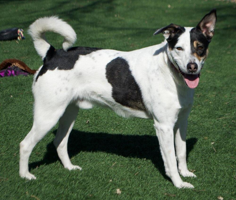 Pinto, an adoptable Cattle Dog in Papillion, NE, 68046 | Photo Image 1