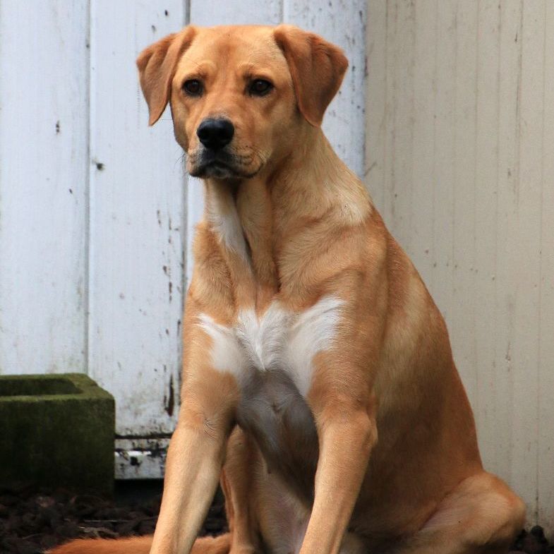 Pula, an adoptable Shepherd, Labrador Retriever in Sequim, WA, 98382 | Photo Image 2