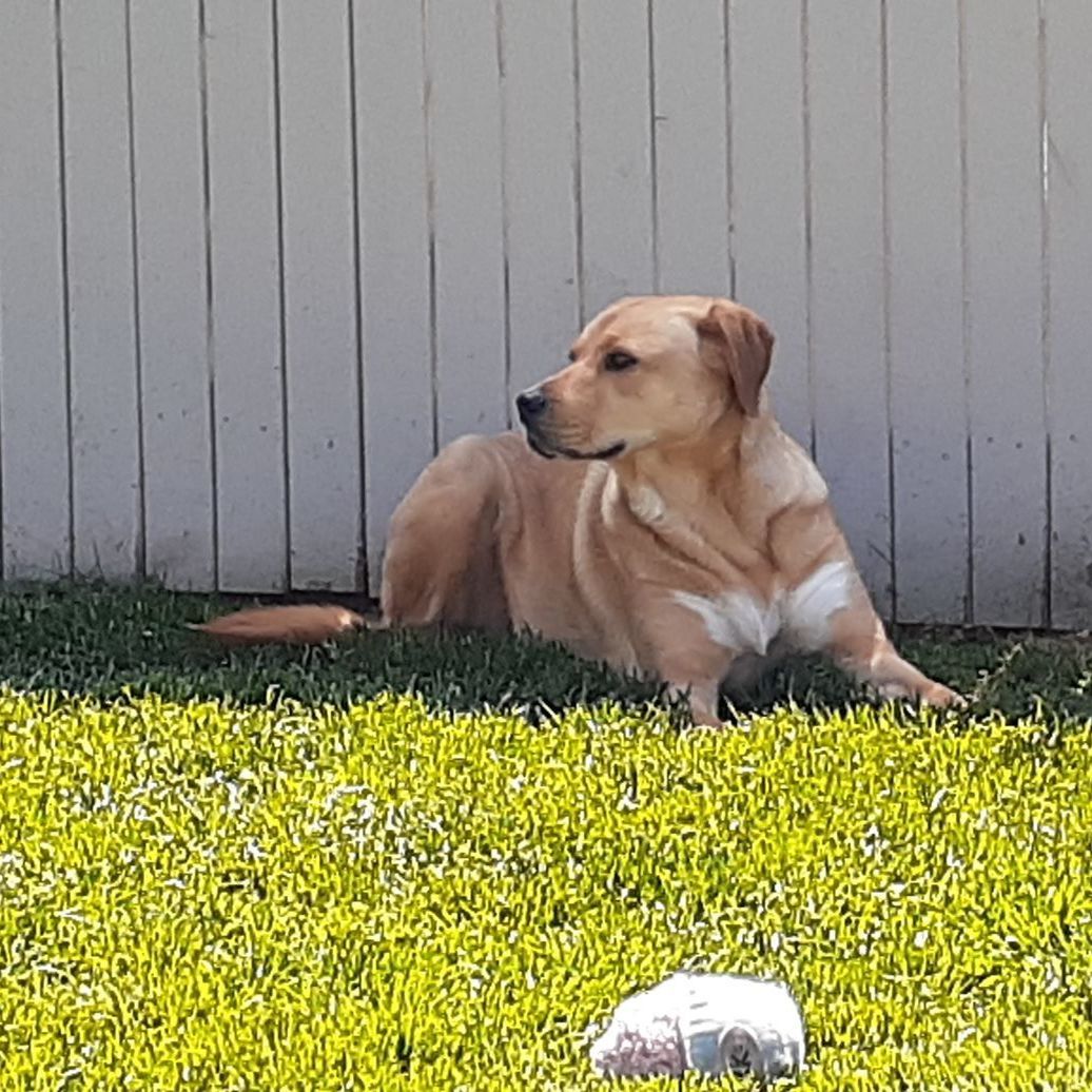 Pula, an adoptable Shepherd, Labrador Retriever in Sequim, WA, 98382 | Photo Image 3