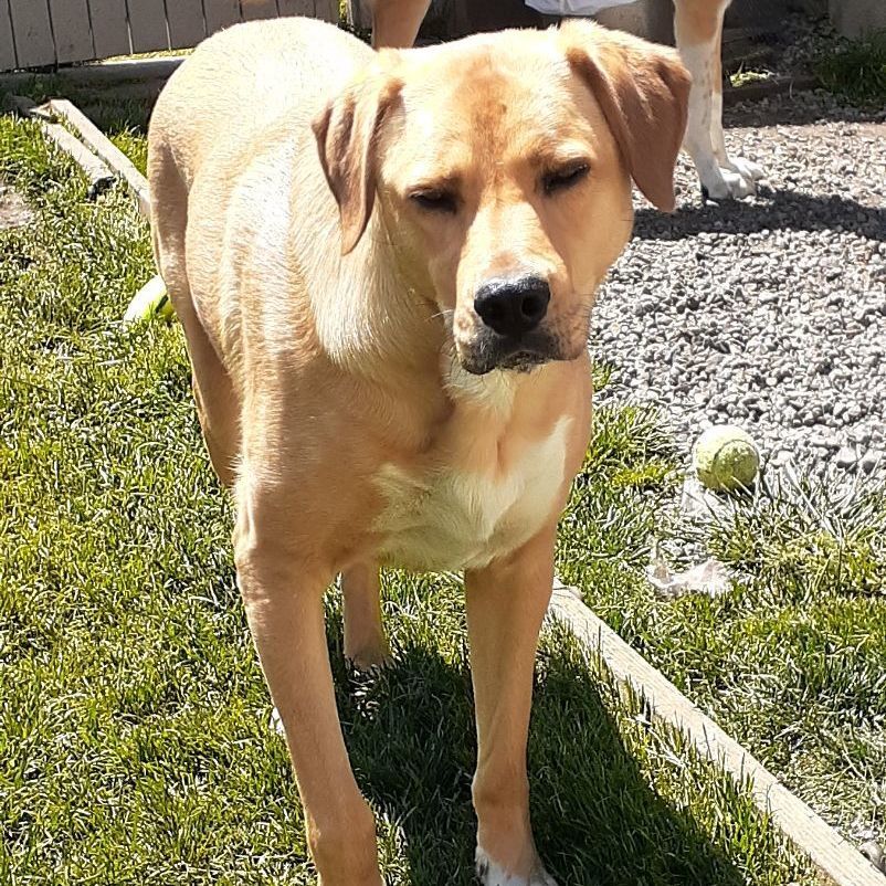 Pula, an adoptable Shepherd, Labrador Retriever in Sequim, WA, 98382 | Photo Image 4