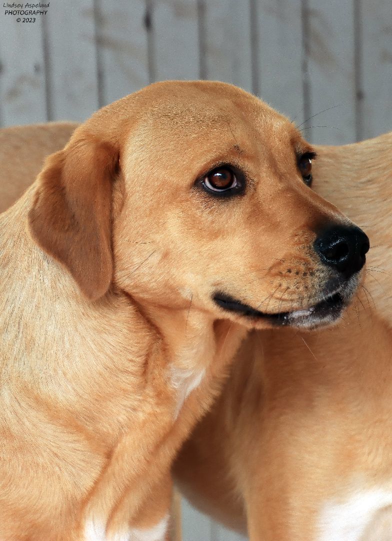 Pula, an adoptable Shepherd, Labrador Retriever in Sequim, WA, 98382 | Photo Image 1