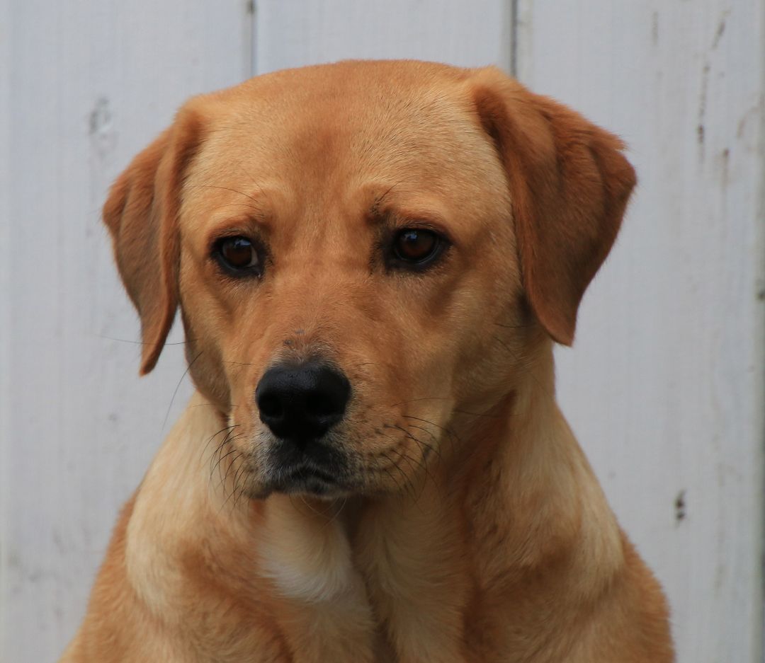 Pula, an adoptable Shepherd, Labrador Retriever in Sequim, WA, 98382 | Photo Image 5