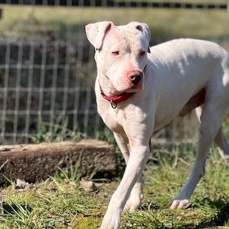 Luigi, an adoptable American Bulldog, Pit Bull Terrier in Sequim, WA, 98382 | Photo Image 2