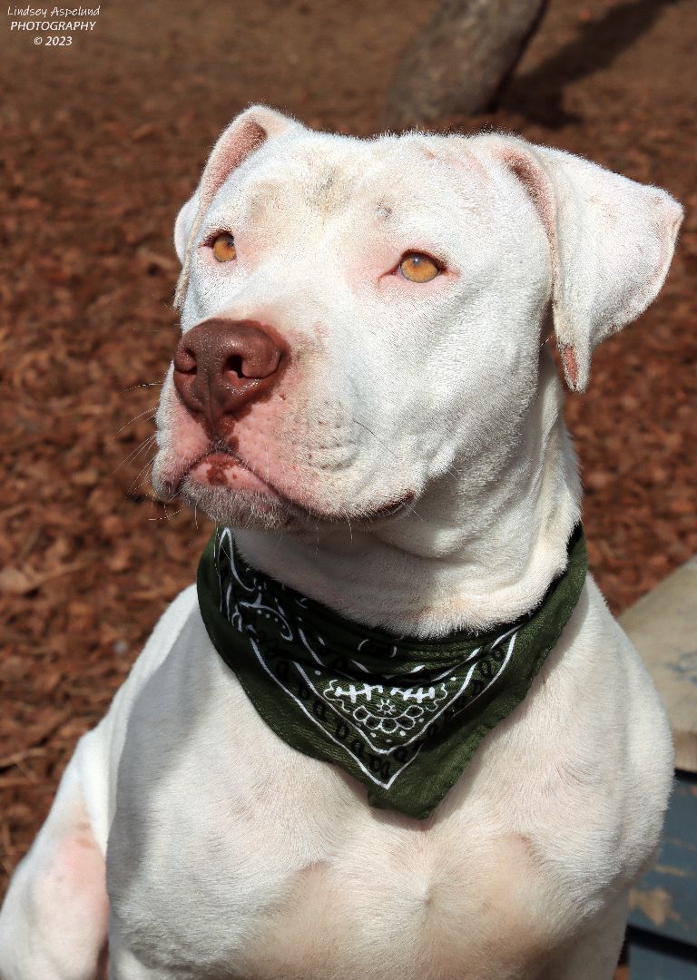 Luigi, an adoptable American Bulldog, Pit Bull Terrier in Sequim, WA, 98382 | Photo Image 3