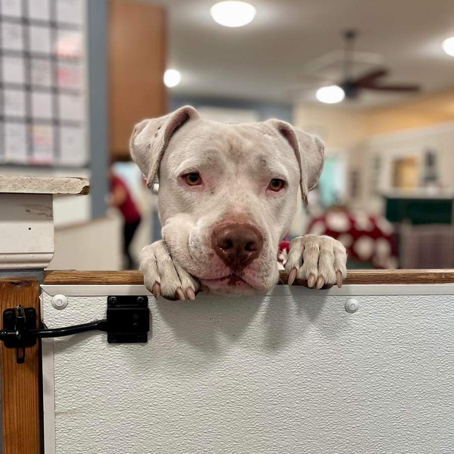 Luigi, an adoptable American Bulldog, Pit Bull Terrier in Sequim, WA, 98382 | Photo Image 1