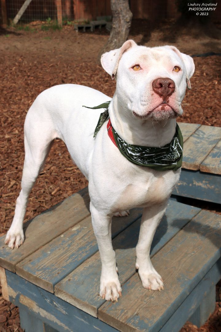 Luigi, an adoptable American Bulldog, Pit Bull Terrier in Sequim, WA, 98382 | Photo Image 4