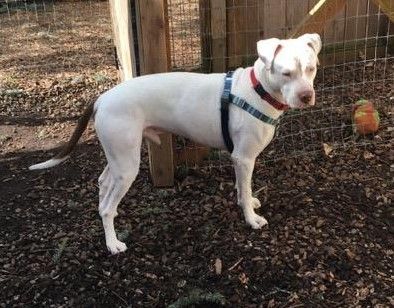 Luigi, an adoptable American Bulldog, Pit Bull Terrier in Sequim, WA, 98382 | Photo Image 5