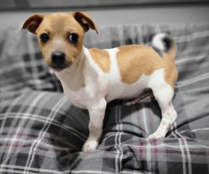 Pecan, an adopted Jack Russell Terrier Mix in Cincinnati, OH_image-1
