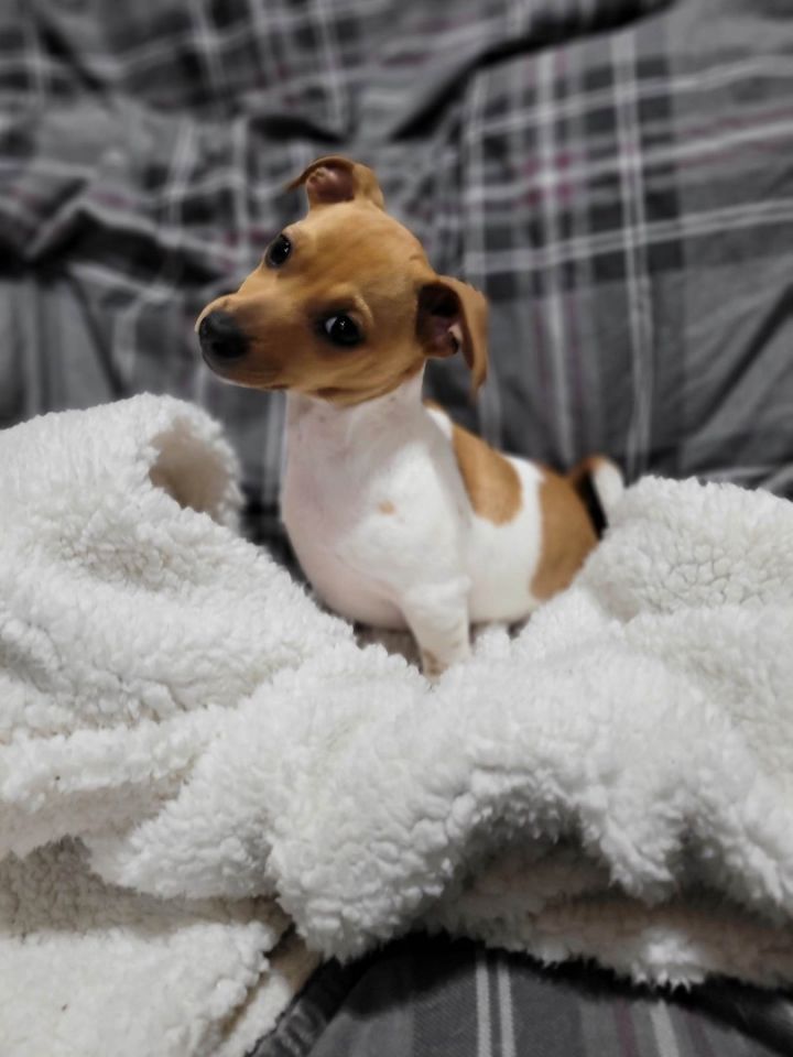 Pecan, an adopted Jack Russell Terrier Mix in Cincinnati, OH_image-4