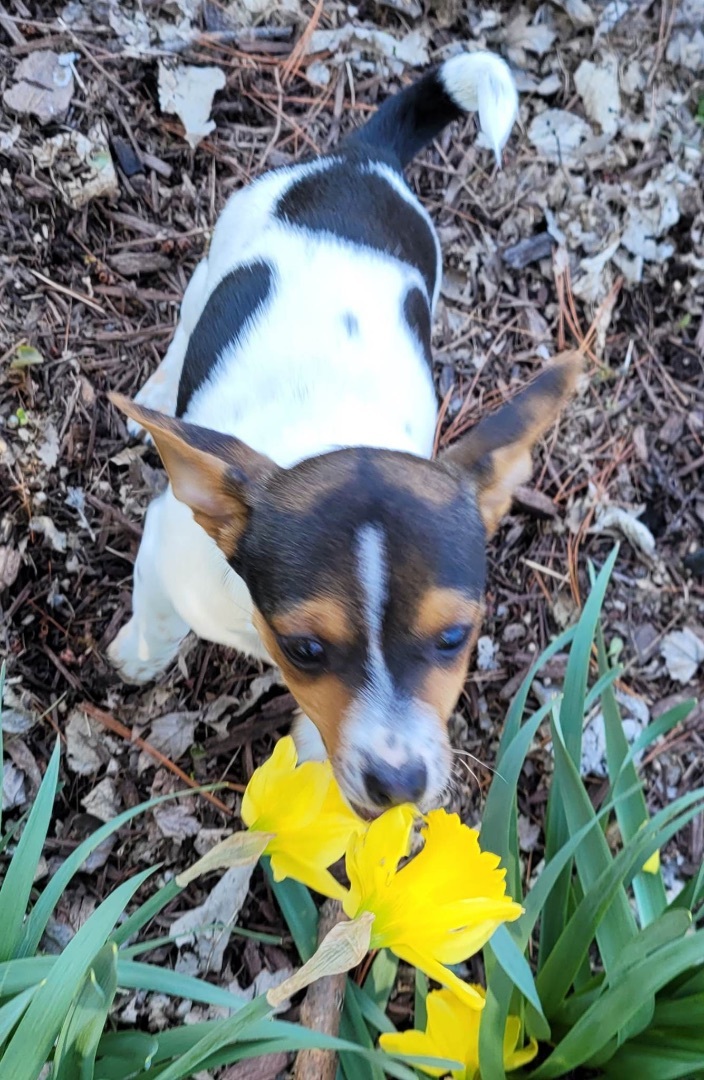 Biscuit, an adopted Jack Russell Terrier Mix in Cincinnati, OH_image-5