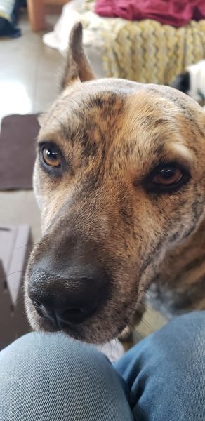 Rocky, an adoptable German Shepherd Dog Mix in Shawnee, KS_image-6