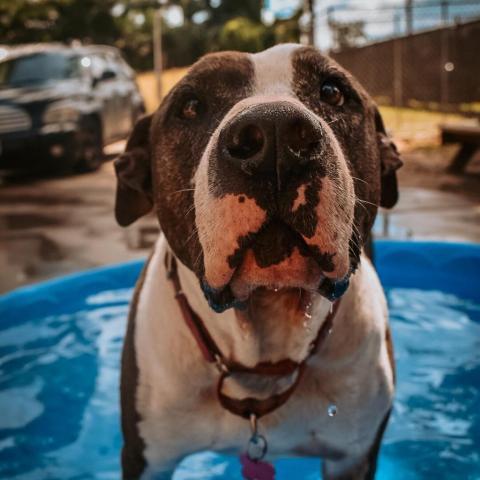BO, an adoptable American Bulldog Mix in Erie, PA_image-2