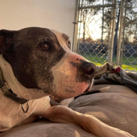 BO, an adoptable American Bulldog Mix in Bellevue, WA_image-4