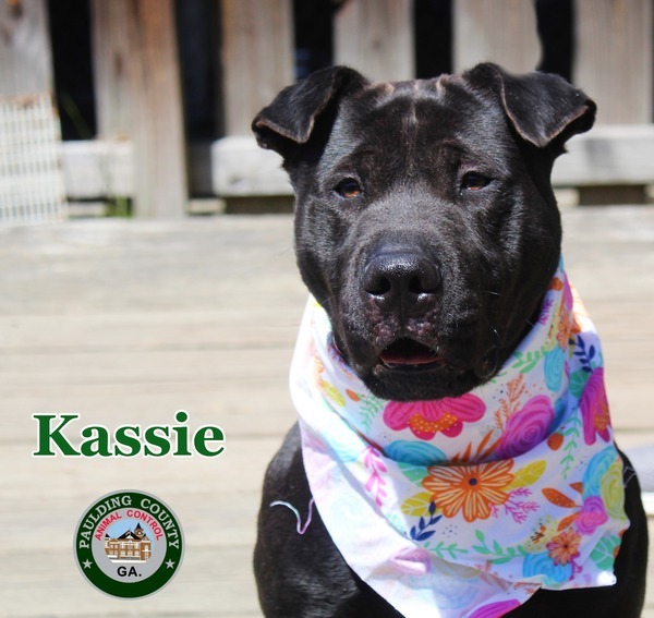 23-03-0749 Kassie, an adoptable Shar-Pei & Pit Bull Terrier Mix in Dallas, GA_image-1