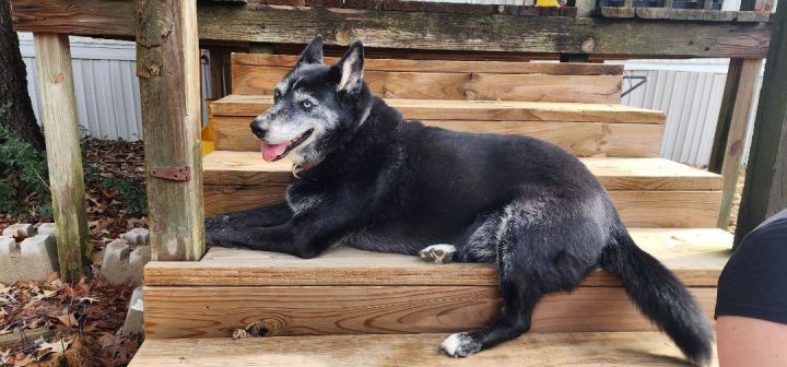 Odessa, an adoptable Husky & Shepherd Mix in Erie, PA_image-4