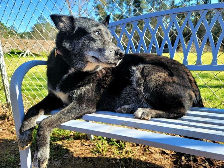 Odessa, an adoptable Husky & Shepherd Mix in Erie, PA_image-5