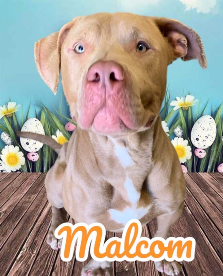 Malcolm - Gentle Giant! 1
