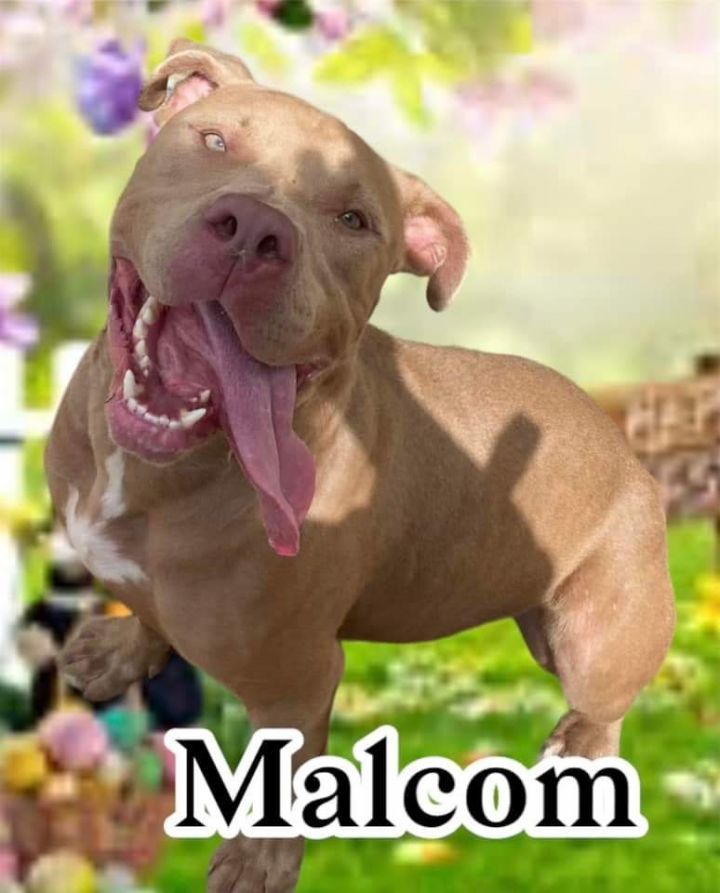 Malcolm - Gentle Giant!, an adoptable Pit Bull Terrier Mix in Oakhurst, NJ_image-2