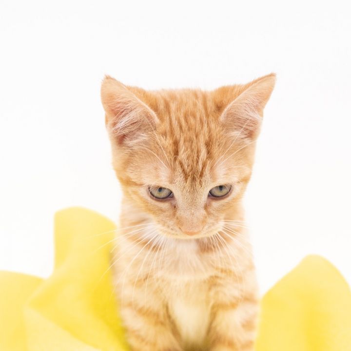 Lemon, an adoptable Domestic Short Hair in State College, PA_image-4
