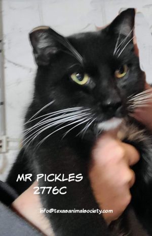 Mr. Pickles