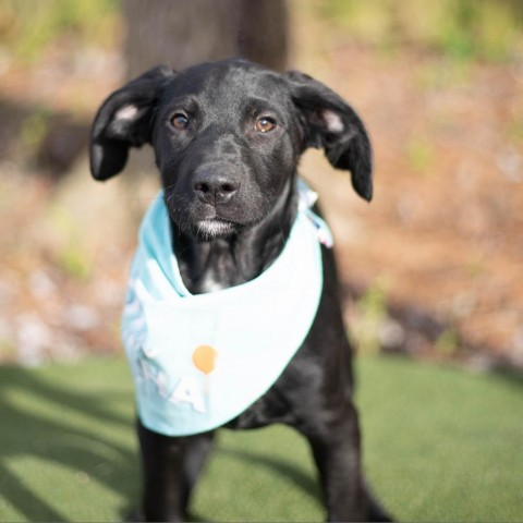 Grayson, an adoptable Labrador Retriever Mix in Brownsboro, AL_image-1