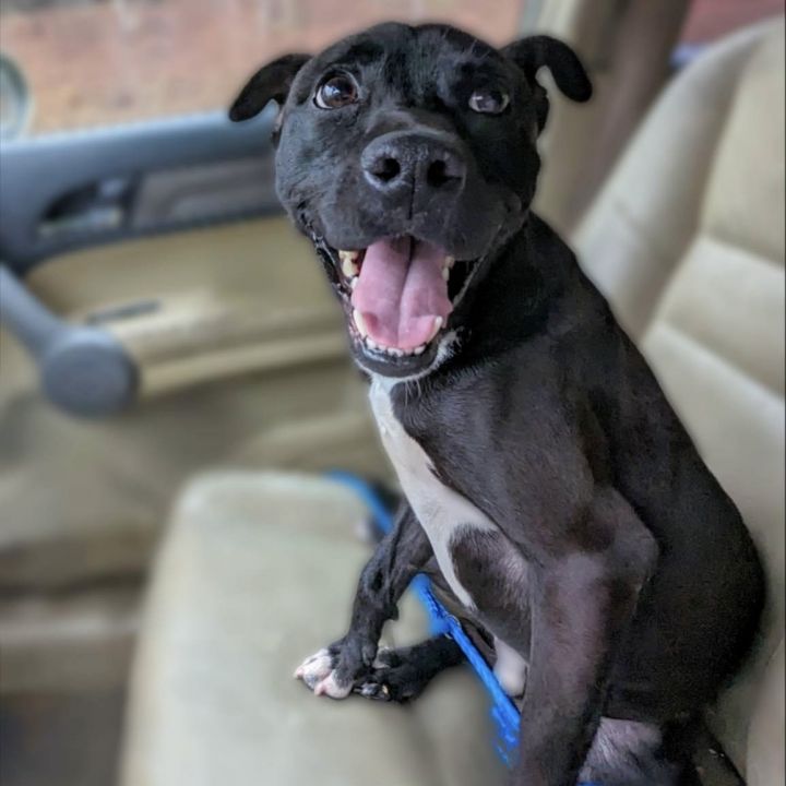 Tux 1