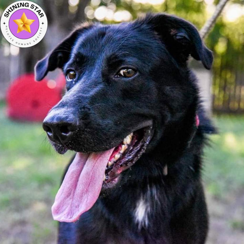 Duke, an adoptable Black Labrador Retriever, Shepherd in San Antonio, TX, 78253 | Photo Image 1