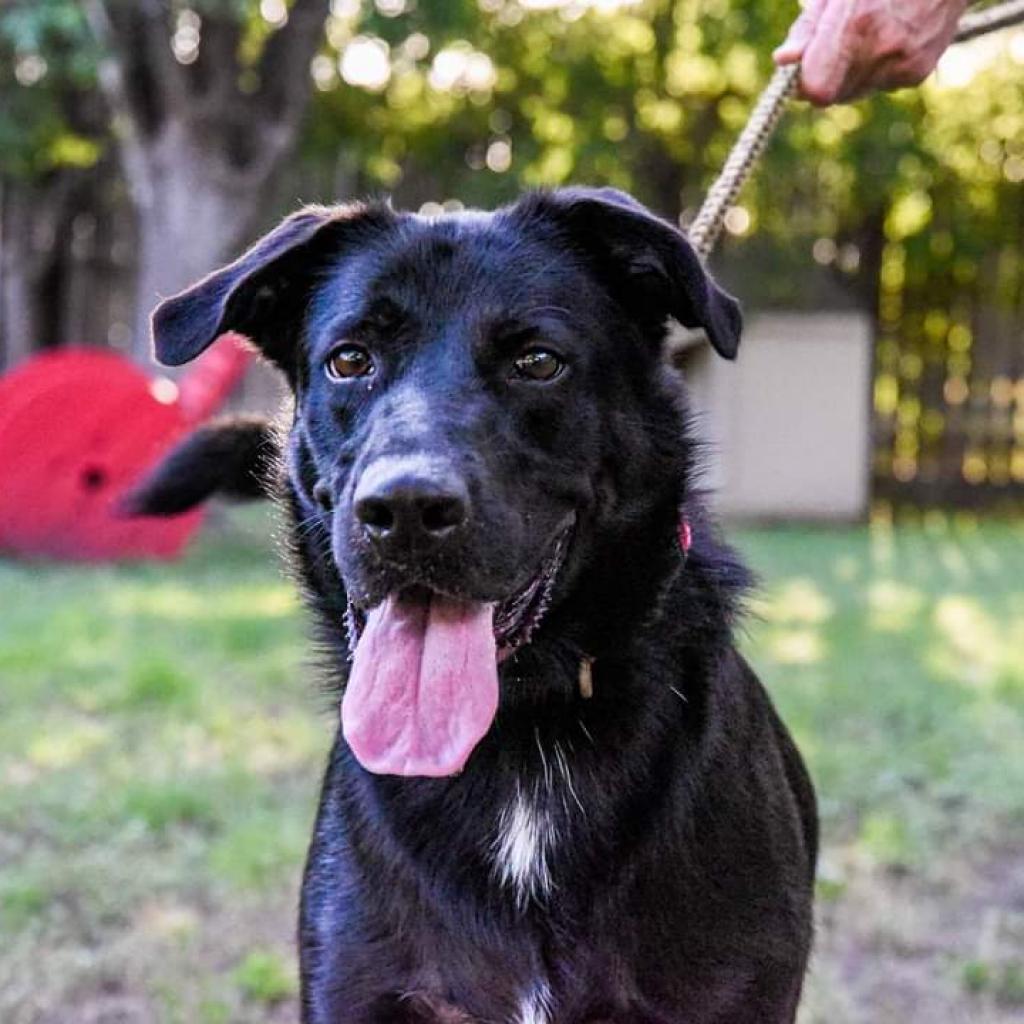 Duke, an adoptable Black Labrador Retriever, Shepherd in San Antonio, TX, 78253 | Photo Image 2