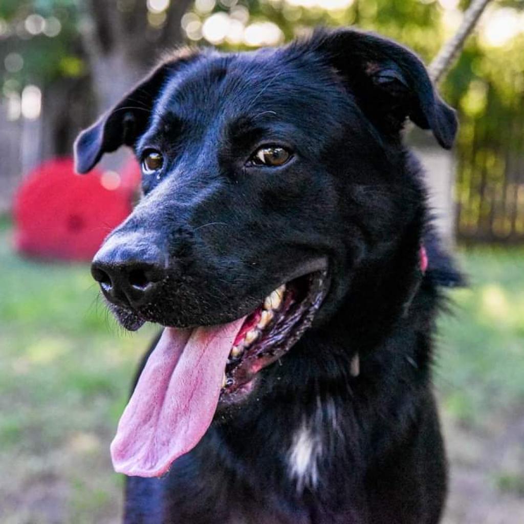 Duke, an adoptable Black Labrador Retriever, Shepherd in San Antonio, TX, 78253 | Photo Image 3