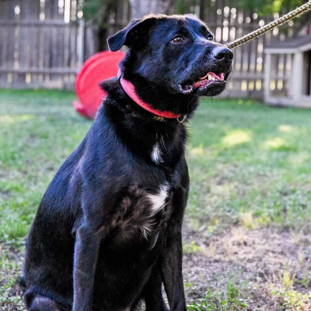 Duke, an adoptable Black Labrador Retriever, Shepherd in San Antonio, TX, 78253 | Photo Image 4