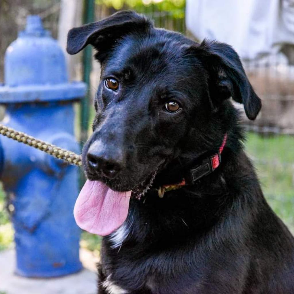 Duke, an adoptable Black Labrador Retriever, Shepherd in San Antonio, TX, 78253 | Photo Image 5