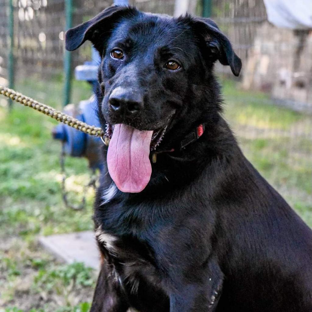 Duke, an adoptable Black Labrador Retriever, Shepherd in San Antonio, TX, 78253 | Photo Image 6