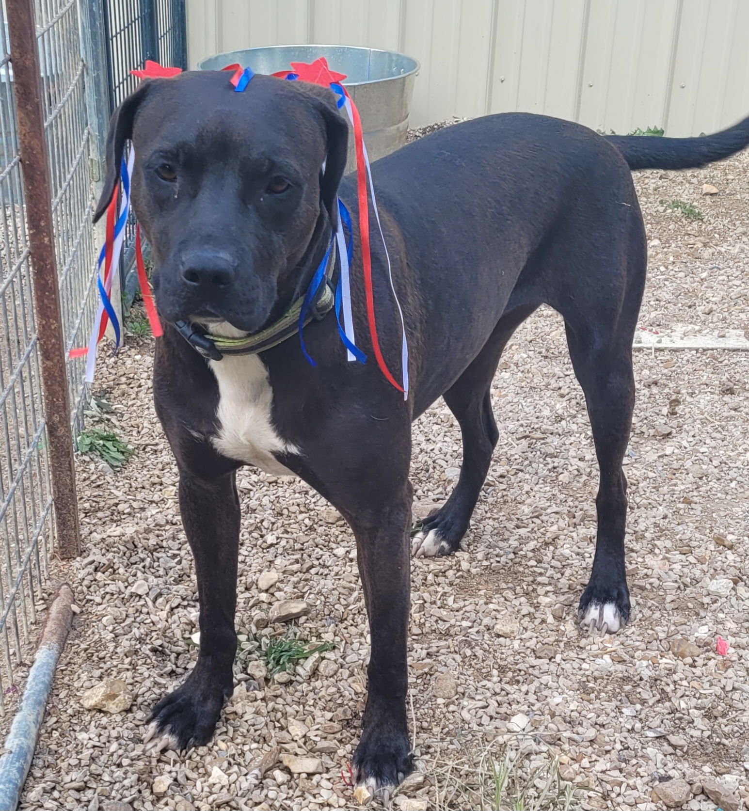 Willow, an adoptable Australian Cattle Dog / Blue Heeler, Pit Bull Terrier in Stover, MO, 65078 | Photo Image 1