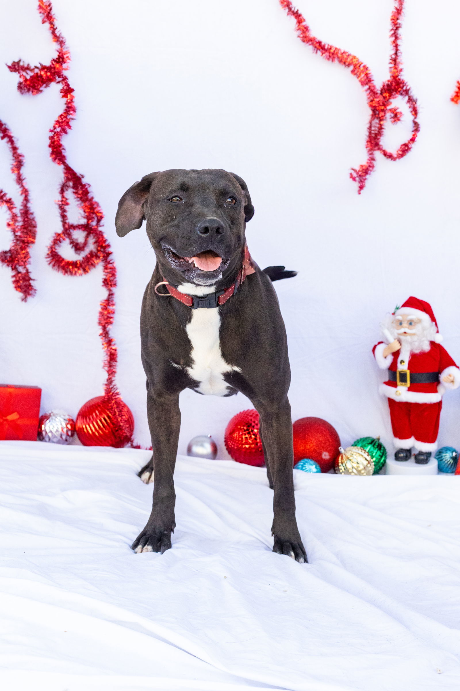 Willow, an adoptable Labrador Retriever, Australian Cattle Dog / Blue Heeler in Stover, MO, 65078 | Photo Image 1