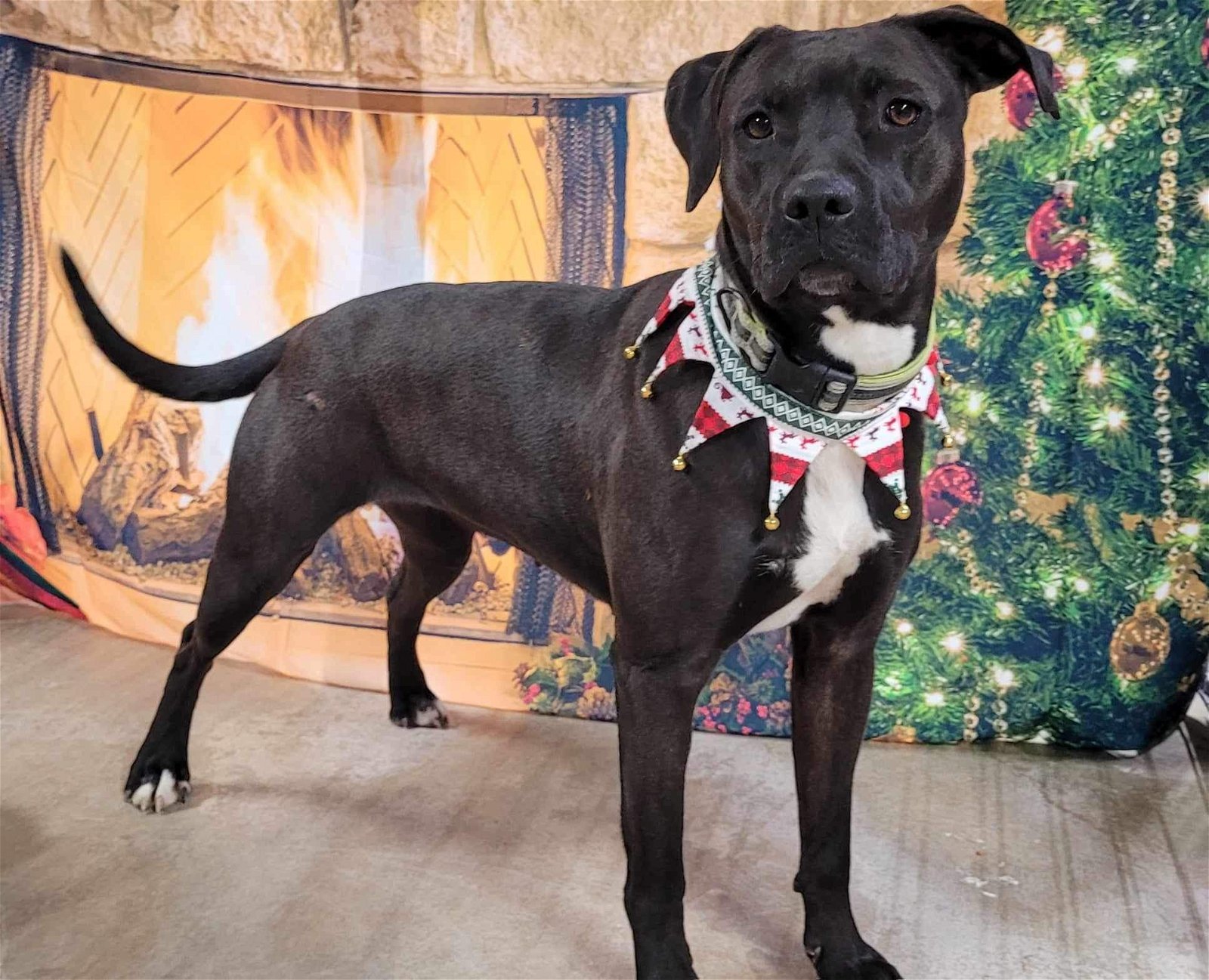 Willow, an adoptable Pit Bull Terrier, Mountain Cur in Stover, MO, 65078 | Photo Image 2
