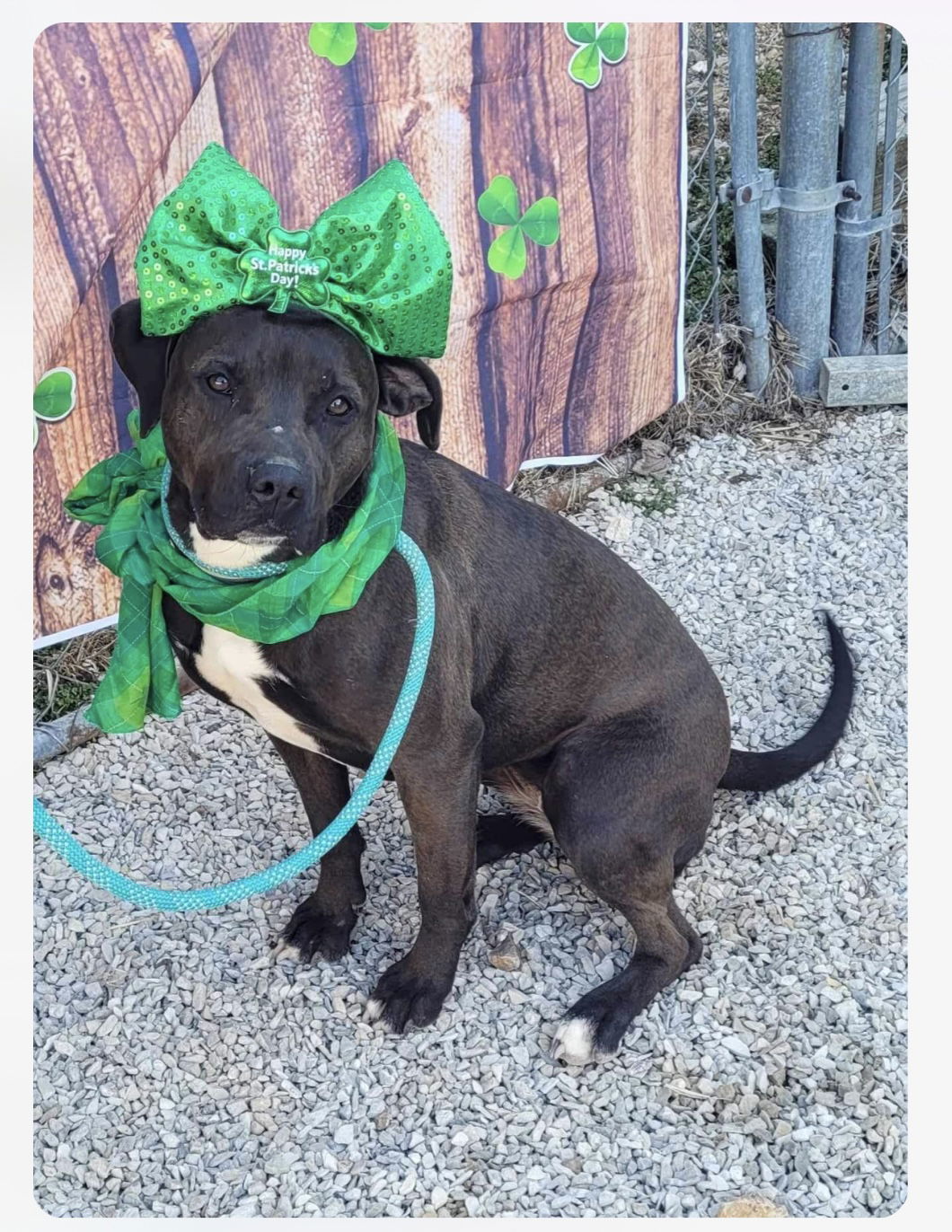 Willow, an adoptable Australian Cattle Dog / Blue Heeler, Pit Bull Terrier in Stover, MO, 65078 | Photo Image 2