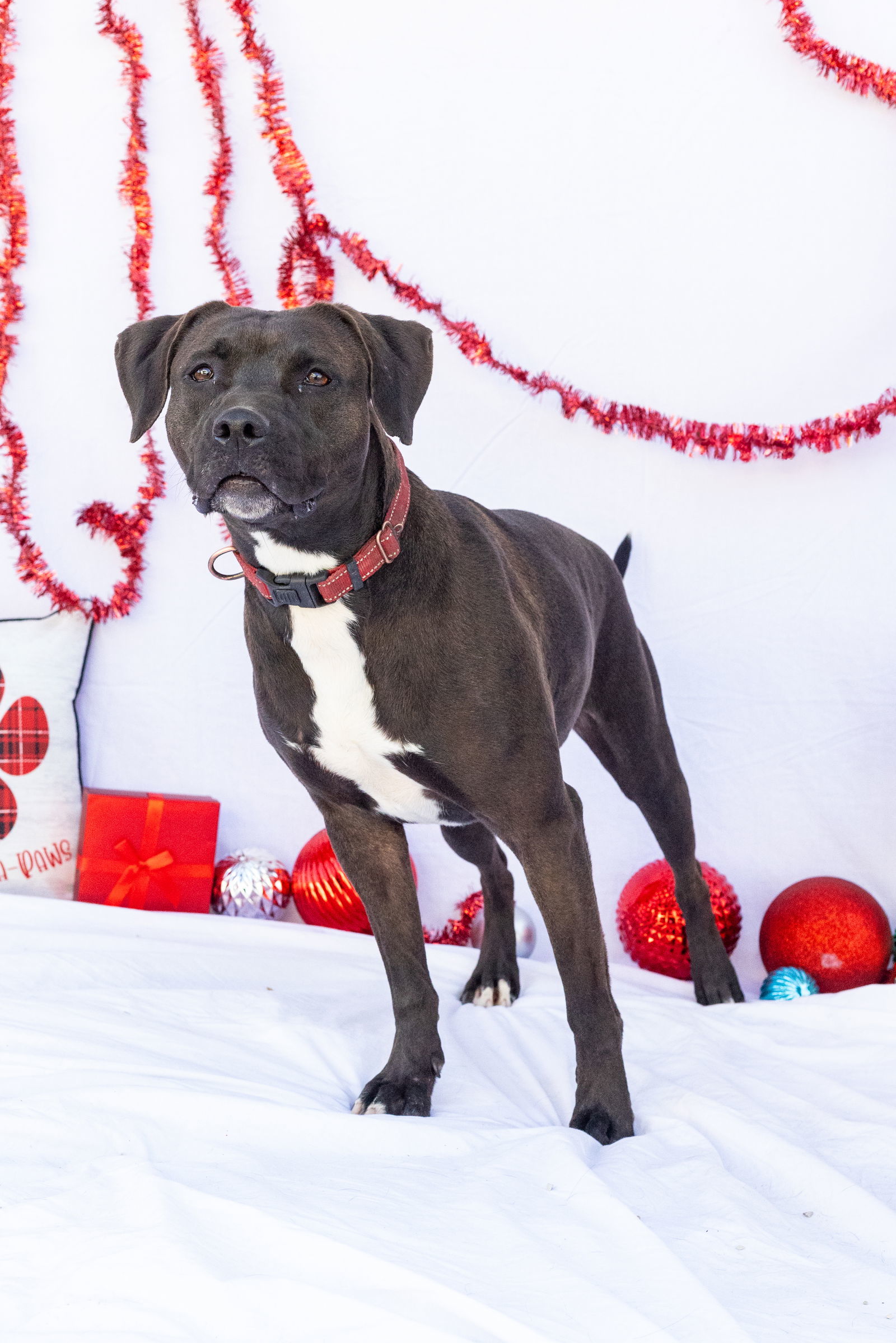 Willow, an adoptable Labrador Retriever, Australian Cattle Dog / Blue Heeler in Stover, MO, 65078 | Photo Image 2