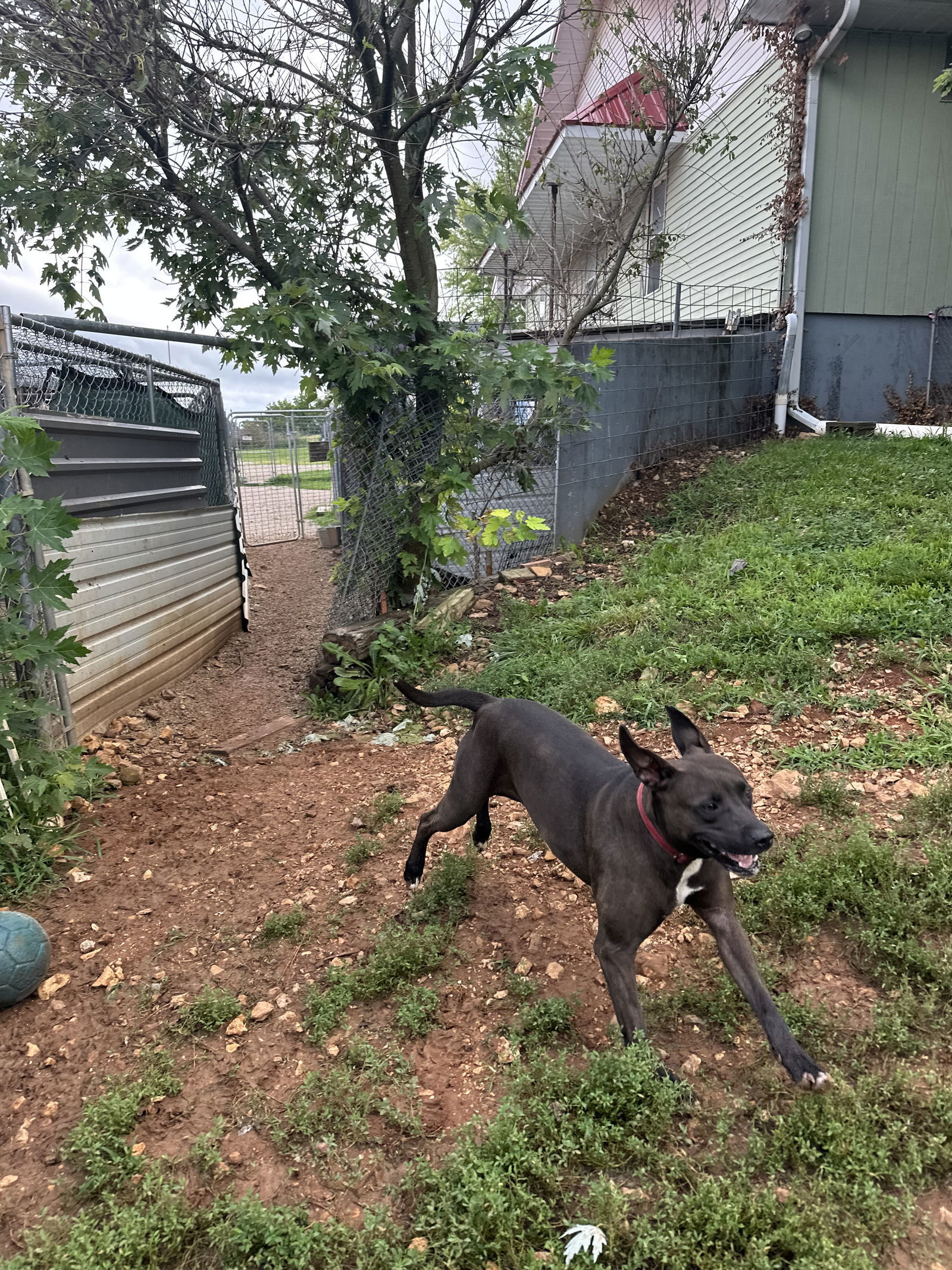 Willow, an adoptable Pit Bull Terrier, Australian Cattle Dog / Blue Heeler in Stover, MO, 65078 | Photo Image 3