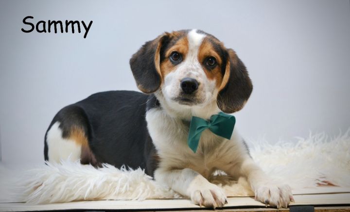 Sammy, an adopted Beagle Mix in Sevierville, TN_image-1