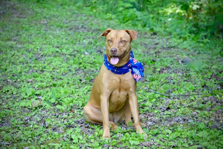 Rosie, an adoptable Terrier Mix in Sevierville, TN_image-3