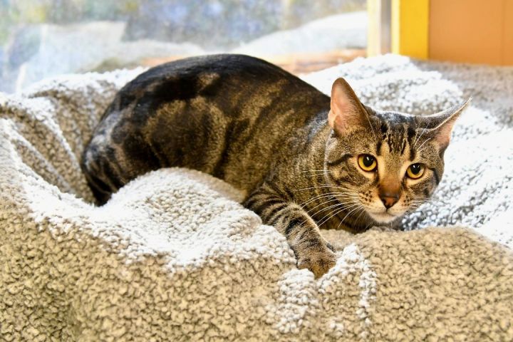 Oscar, an adopted Tabby in Sevierville, TN_image-2