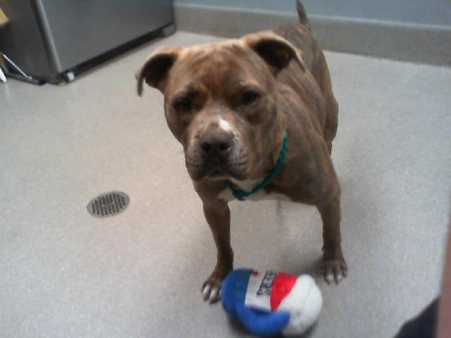 NOVA, an adoptable Pit Bull Terrier in Las Vegas, NV, 89101 | Photo Image 1