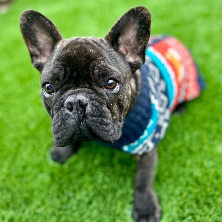 Dog for adoption - COOKIE!!, a French Bulldog in Citrus Heights, CA