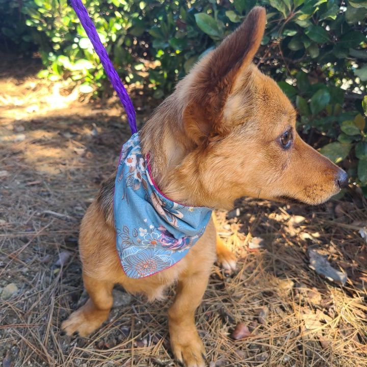 Vixen, an adopted Corgi & Chihuahua Mix in Santa Ana, CA_image-5