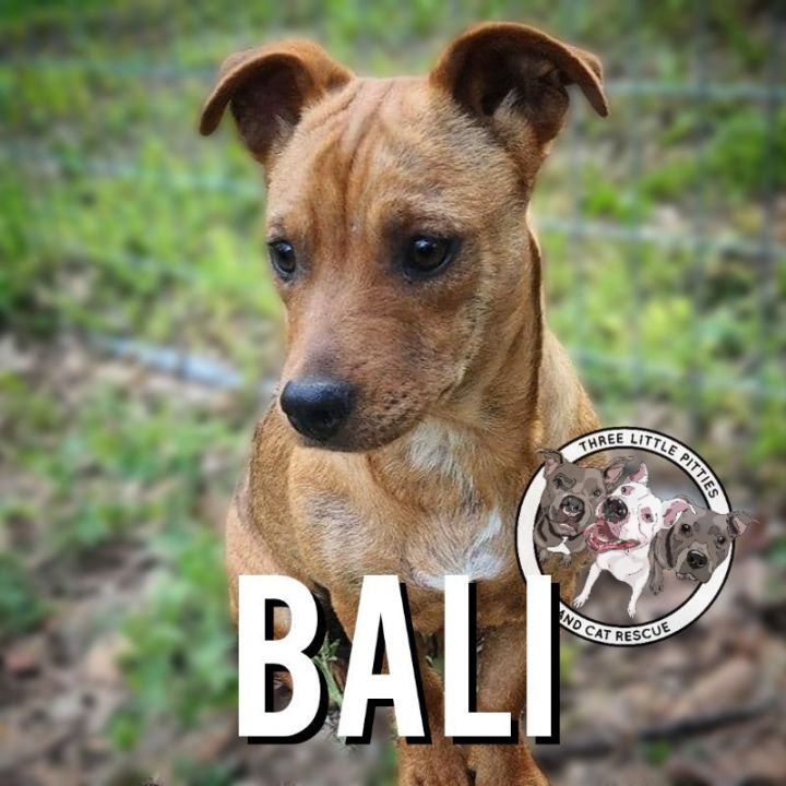 Bali Lynn, an adoptable Chihuahua & Pit Bull Terrier Mix in Marysville, WA_image-1