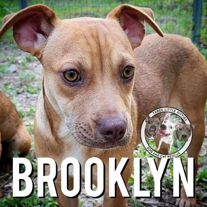 Brooklyn Lynn, an adoptable Chihuahua & Pit Bull Terrier Mix in Marysville, WA_image-1
