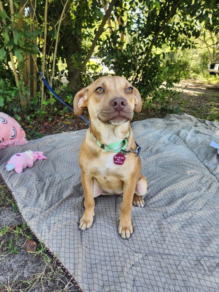 Brooklyn Lynn, an adoptable Chihuahua & Pit Bull Terrier Mix in Marysville, WA_image-5