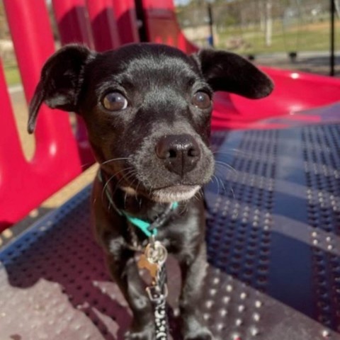 Stormi, an adoptable Chihuahua Mix in Escondido, CA_image-1